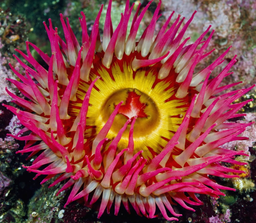Underwater Close Up Of A Christmas Anemone British Columbia Canada Canvas Art - Thomas Kline Design Pics (32 x 28)