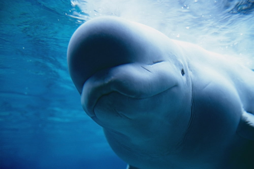 Underwater Close Up View Of A Captive Beluga Whale Swimming Near The Surface At The Pt Defiance Zoological Park In Tacoma Washington Canvas Art - Mark Newman Design Pics (34 x 22)