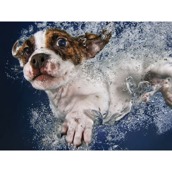 Underwater Dogs Popsicle