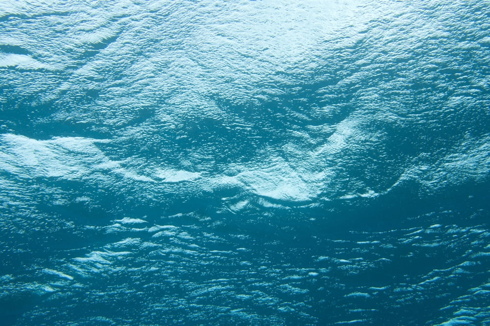 Underwater Image Canvas Art - Stuart Westmorland Design Pics (36 x 24)