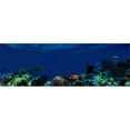 thumbnail image 1 of Underwater Poster Print by  - 36 x 12, 1 of 1
