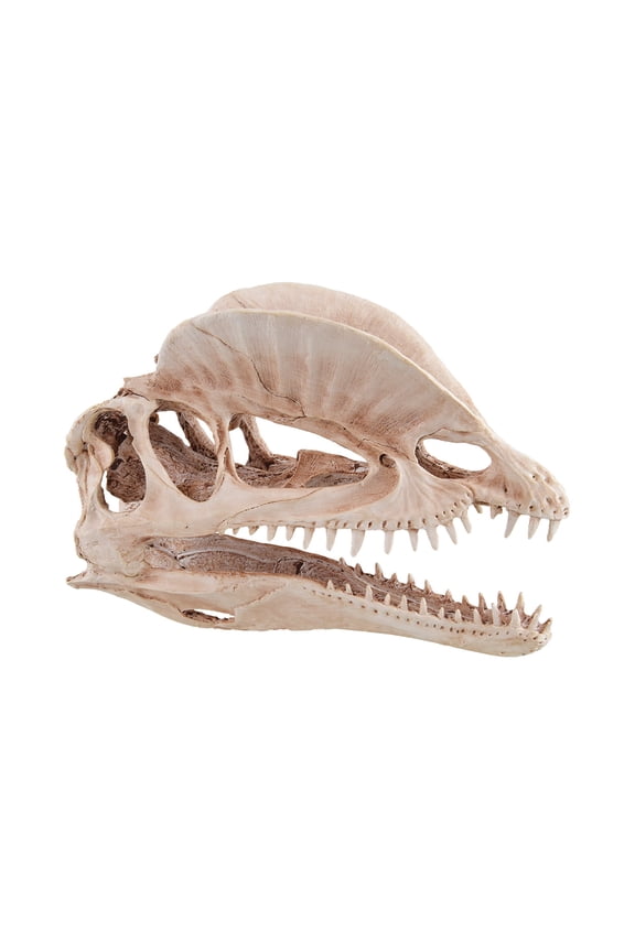Dinosaur Skull AUTWP076U