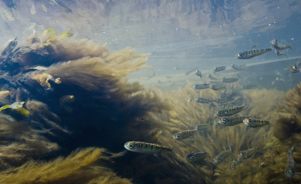 Underwater View Of Chum Salmon Fry Migrating To Sea From Their Freshwater Natal Habitat Hartney Bay Alaska Canvas Art - Thomas Kline Design Pics (19 x 12)