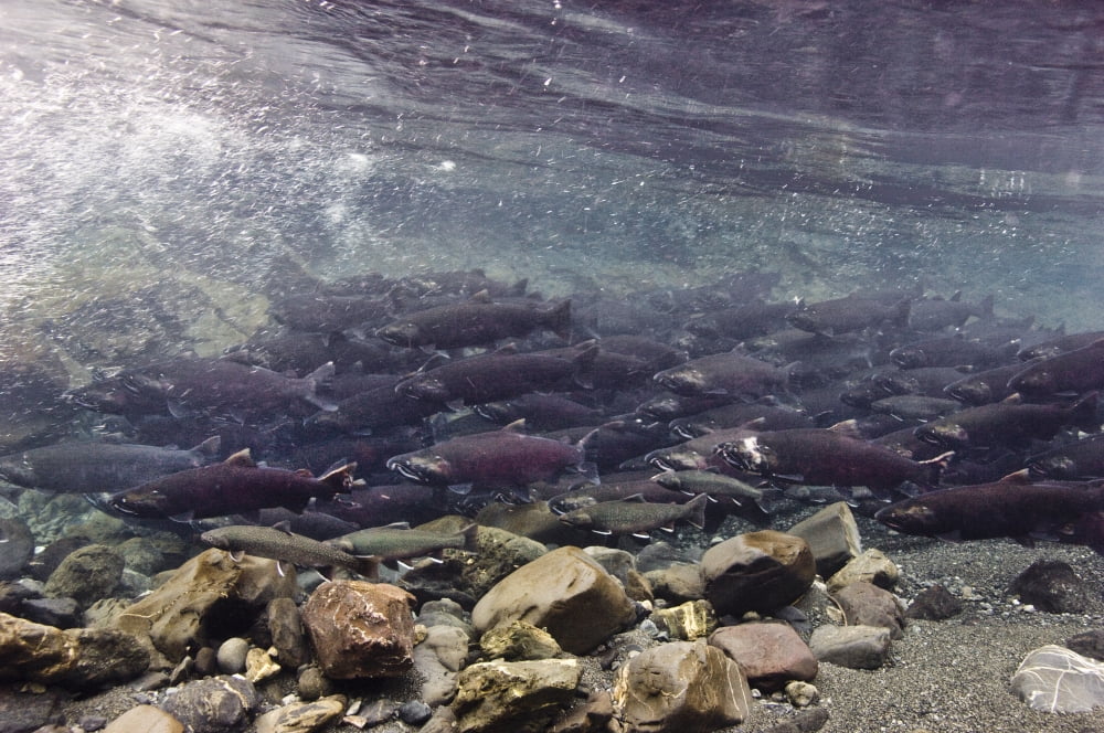 Underwater View Of Coho Salmon Migrating To Freshwater Spawning Grounds Power Creek Near Cordova Southcentral Alaska Canvas Art - Thomas Kline  Design Pics (34 x 22)