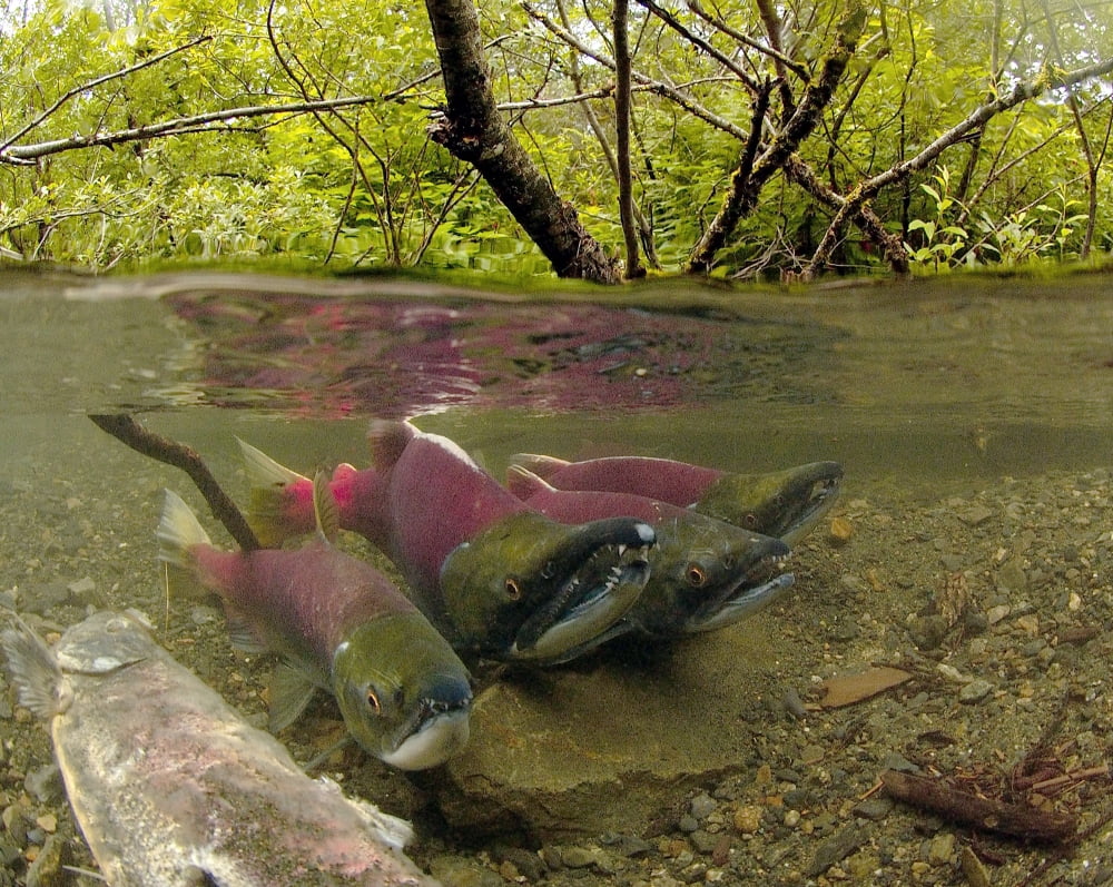 Underwater View Of Mature Sockeye Salmon On Spawning Grounds Power Creek Near Cordova Southcentral Alaska Canvas Art - Thomas Kline Design Pics (17 x 13)