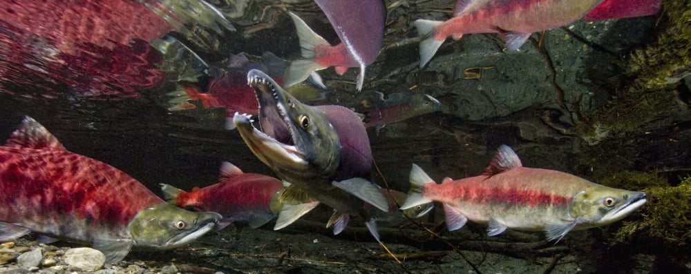 Underwater View Of A Dominant Male Sockeye Salmon Mouth Gaping In Power Creek Near Cordova Alaska Canvas Art - Thomas Kline Design Pics (36 x 14)