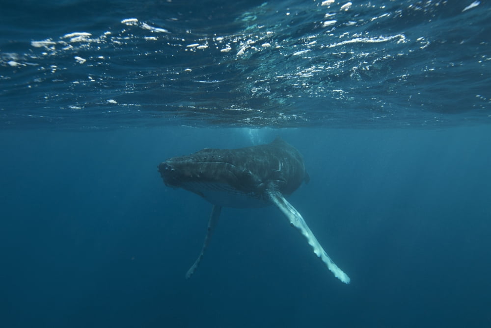 Underwater View Of A Humpback Whale In The Atlantic Ocean Canvas Art - Tom Soucek Design Pics (19 x 12)