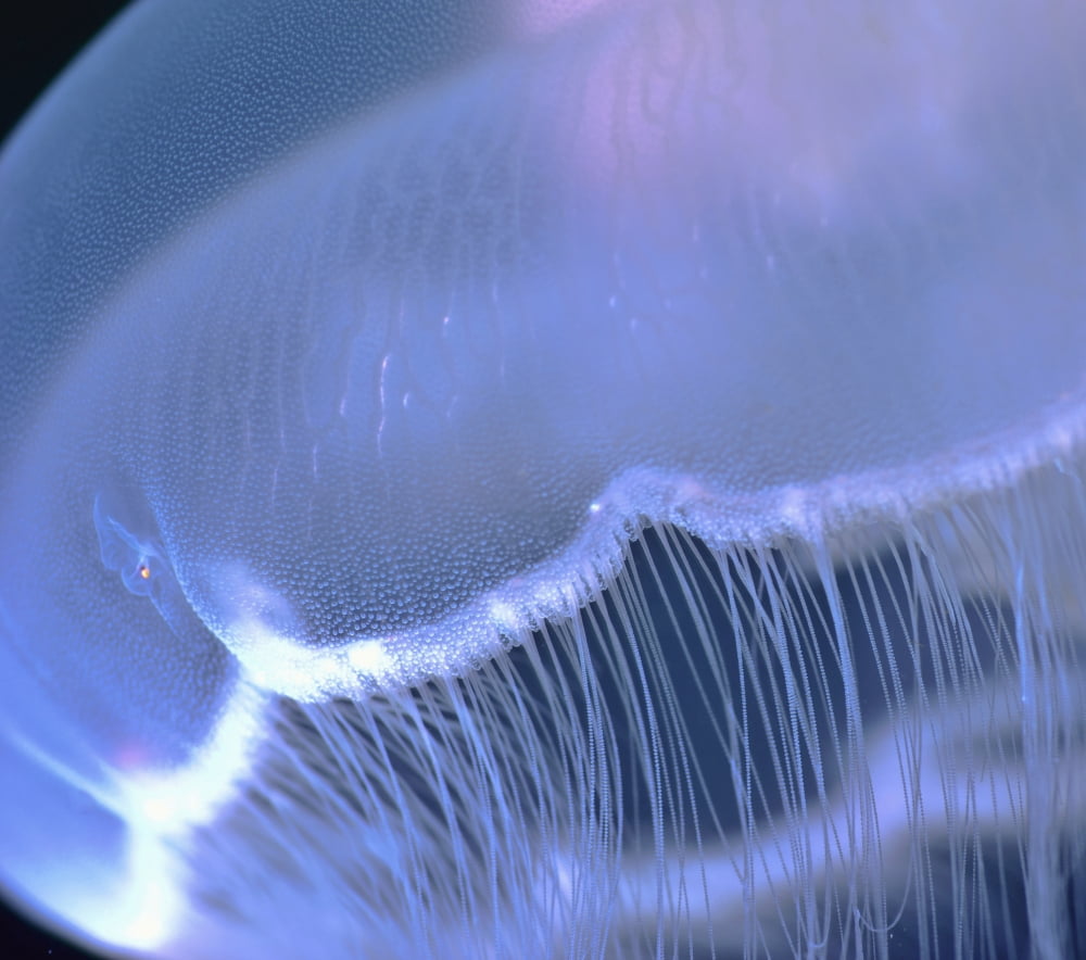 Underwater View Of A Moon Jellyfish British Columbia Canada Canvas Art - Thomas Kline  Design Pics (16 x 14)