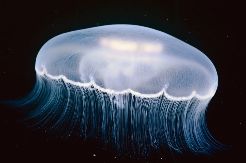 Underwater View Of A Moon Jellyfish British Columbia Canada Canvas Art - Thomas Kline Design Pics (38 x 24)