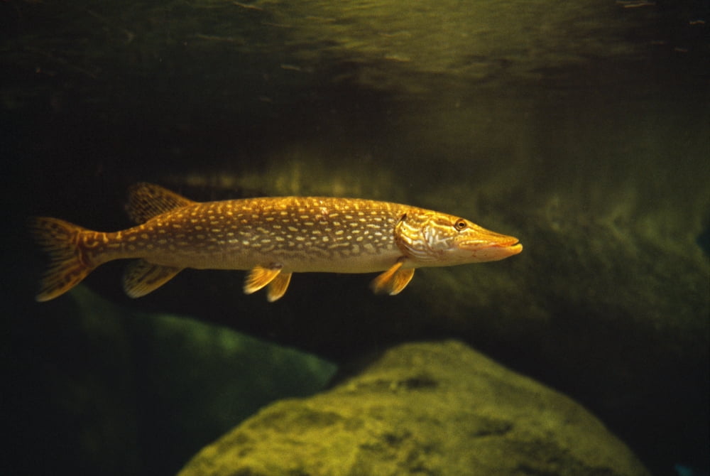 Underwater View Of Northern Pike Canvas Art - Natural Selection William Banaszewski Design Pics (18 x 12)