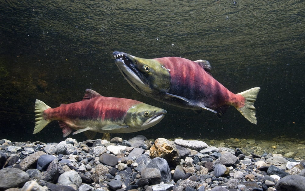 Underwater View Of Sockeye Salmon On Spawning Grounds In Power Creek Near Cordova Southcentral Alaska Canvas Art - Thomas Kline Design Pics (19 x 12)