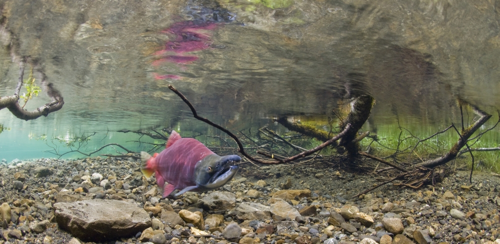 Underwater View Of A Sockeye Salmon On Spawning Grounds With Salmon Fry Hiding In The Weeds Power Creek Alaska Canvas Art - Thomas Kline Design Pics (22 x 10)