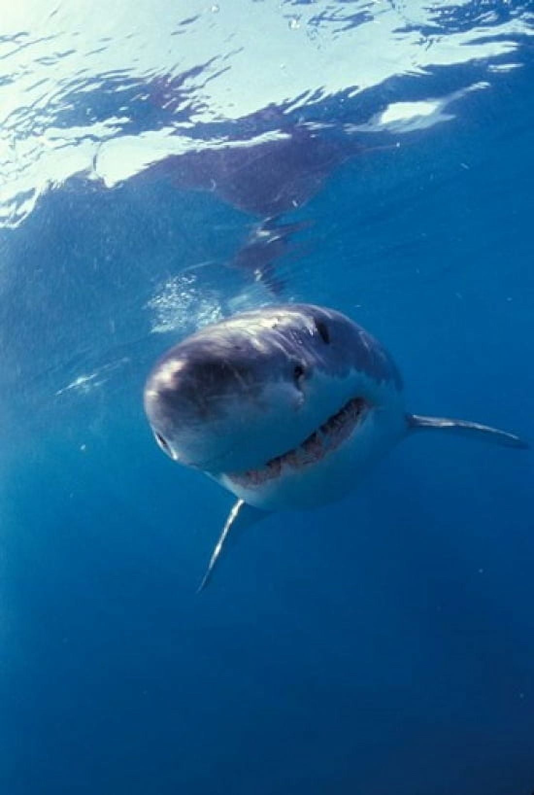 Underwater View of a Great White Shark South Africa Canvas Art - Michele Westmorland DanitaDelimont (24 x 35)