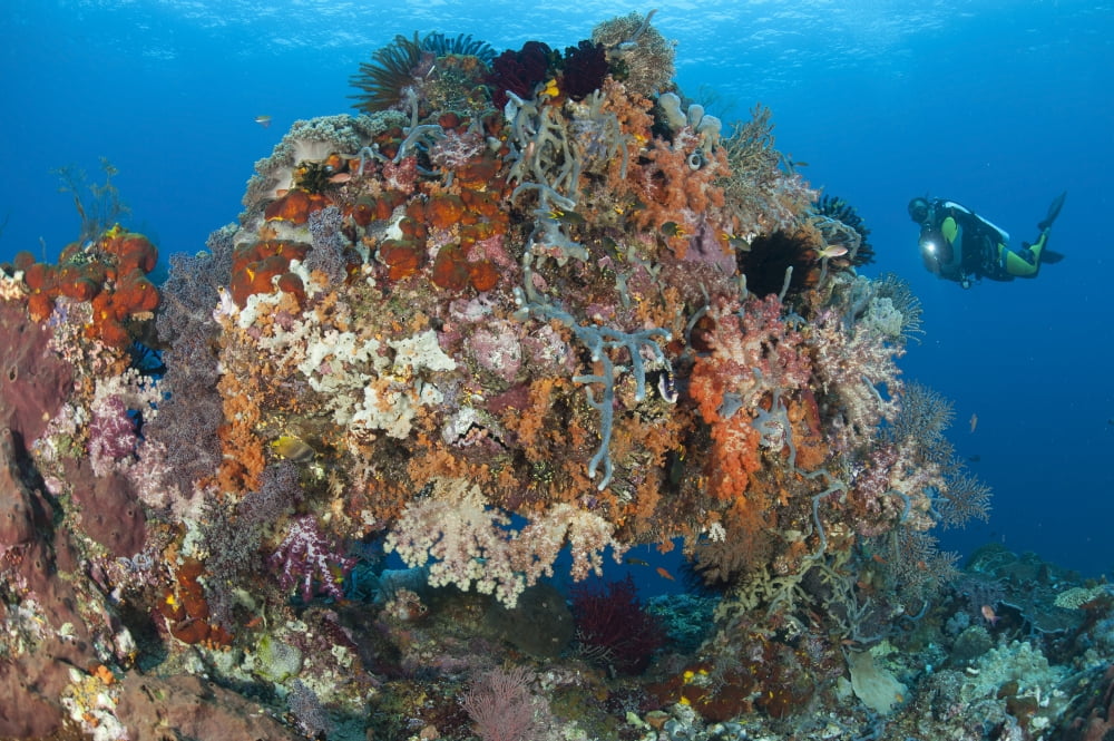 Underwater archway covered in soft corals Raja Ampat Indonesia Canvas Art - Steve JonesStocktrek Images (18 x 12)