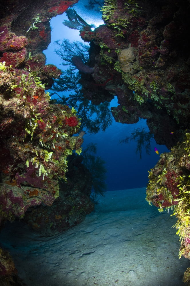 Underwater crevice through a coral reef Belize Canvas Art - Todd WinnerStocktrek Images (12 x 18)