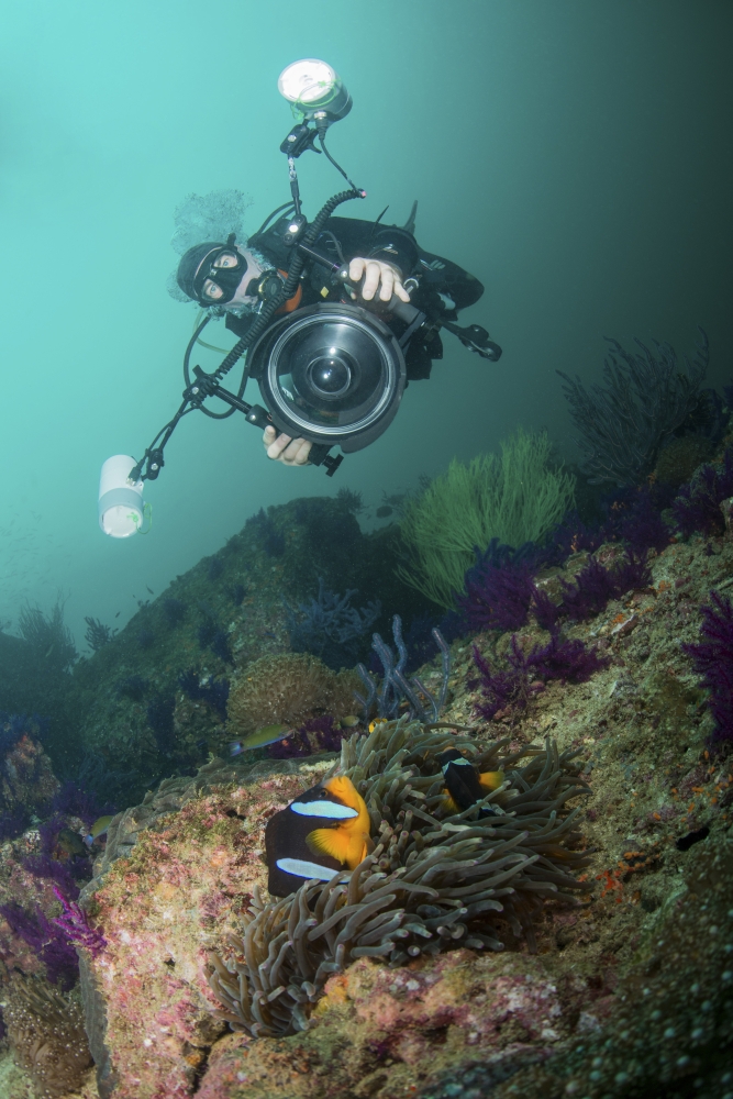 Underwater photographer capturing the picture of a black and orange clownfish Canvas Art - Mathieu MeurStocktrek Images (12 x 17)