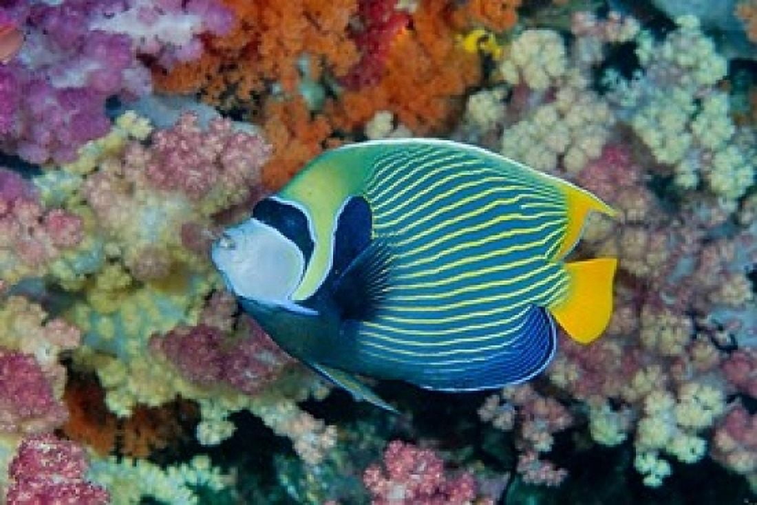 Underwater scene of angelfish and coral Raja Ampat Papua Indonesia Canvas Art - Jaynes Gallery  DanitaDelimont (36 x 24)