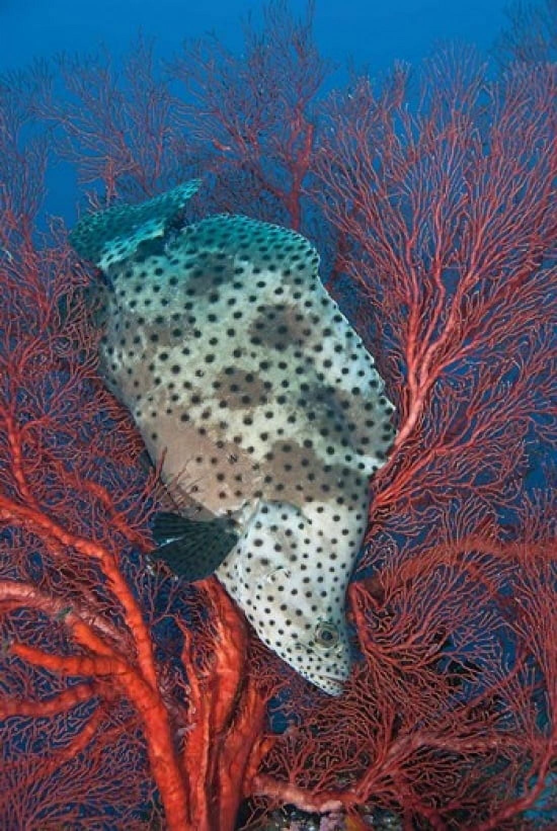 Underwater scene of fish and coral Raja Ampat Papua Indonesia Canvas Art - Jaynes Gallery DanitaDelimont (24 x 36)