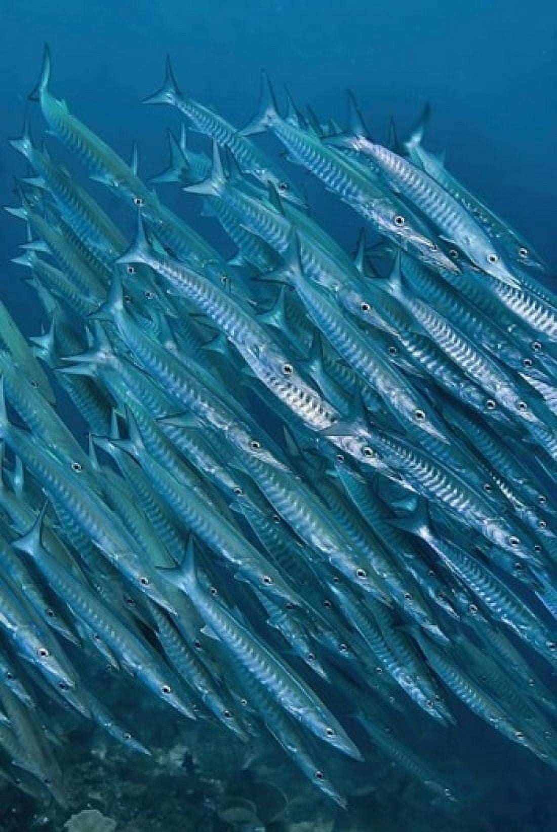 Underwater scene of schooling barracuda Raja Ampat Papua Indonesia Canvas Art - Jaynes Gallery DanitaDelimont (24 x 36)