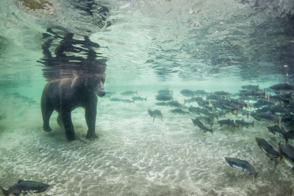 Underwater view of Coastal Brown Bear (Ursus arctos) fishing for spawning salmon in stream Katmai National Park Southwest Alaska Canvas Art - Paul Souders Design Pics (38 x 24)