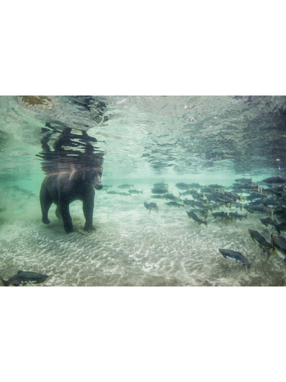 Underwater view of Coastal Brown Bear (Ursus arctos) fishing for spawning salmon in stream Katmai National Park Southwest Alaska Canvas Art - Paul Souders Design Pics (19 x 12)