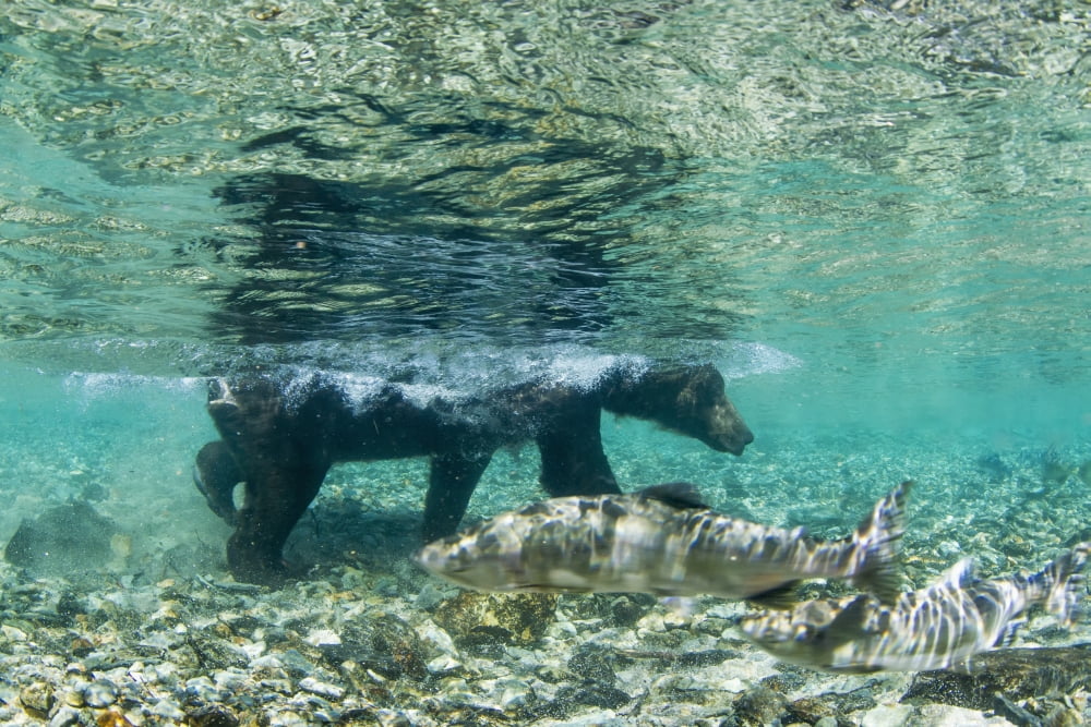 Underwater view of Coastal Brown Bear (Ursus arctos) wading in salmon spawning stream near Kinak Bay Katmai National Park Southwest Alaska Canvas Art - Paul Souders  Design Pics (38 x 24)