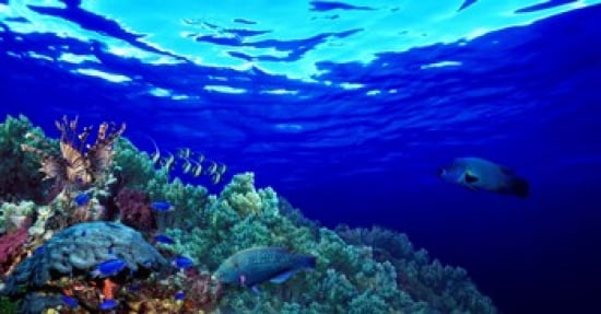 Underwater view of Longfin bannerfish (Heniochus acuminatus) with Red Firefish (Nemateleotris magnifica) and soft corals Canvas Art - Panoramic Images (24 x 12)