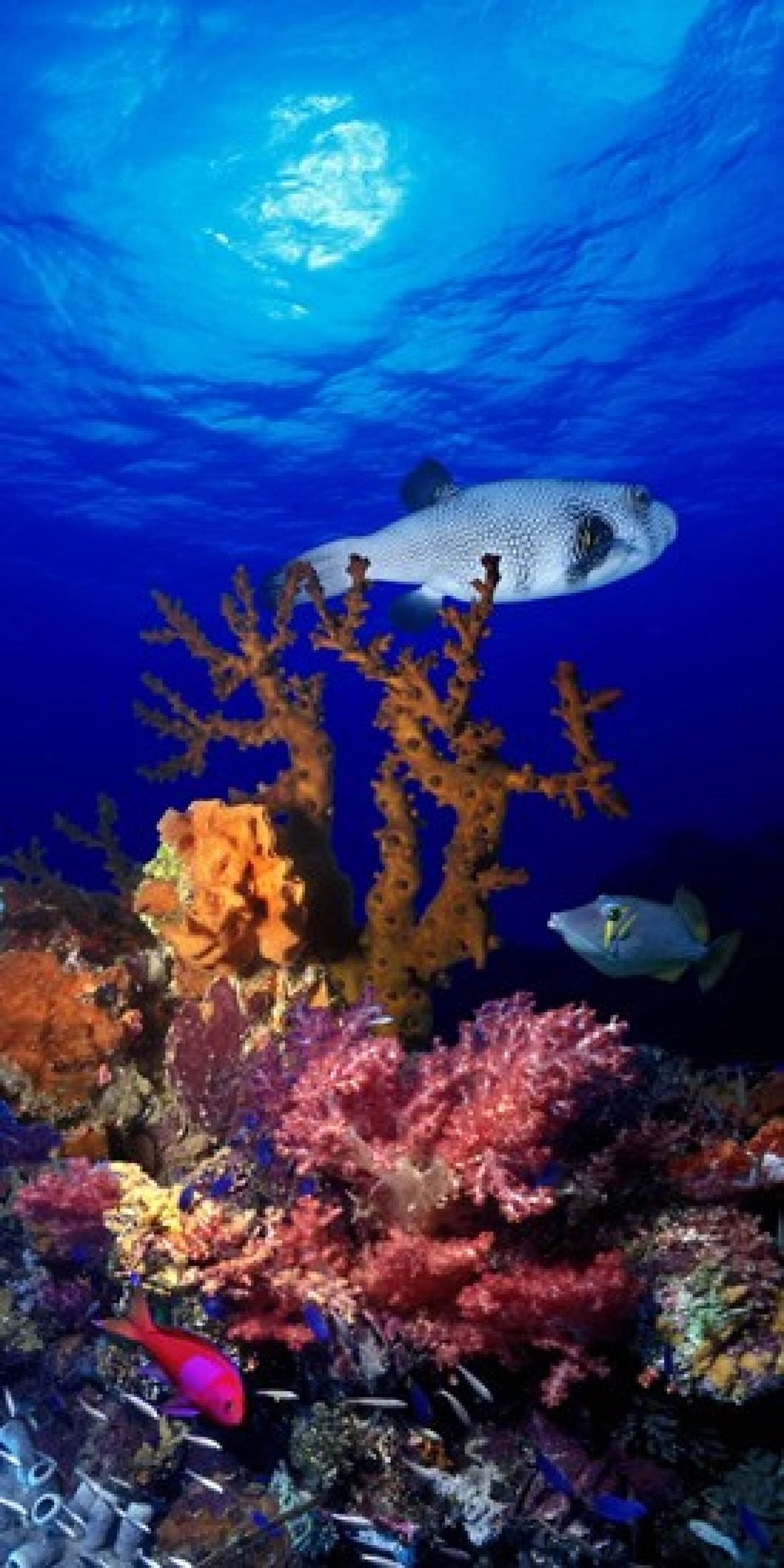 Underwater view of Bristly puffer fish (Arothron hispidus) with triggerfish and Anthias Fishes Canvas Art - Panoramic Images (24 x 12)