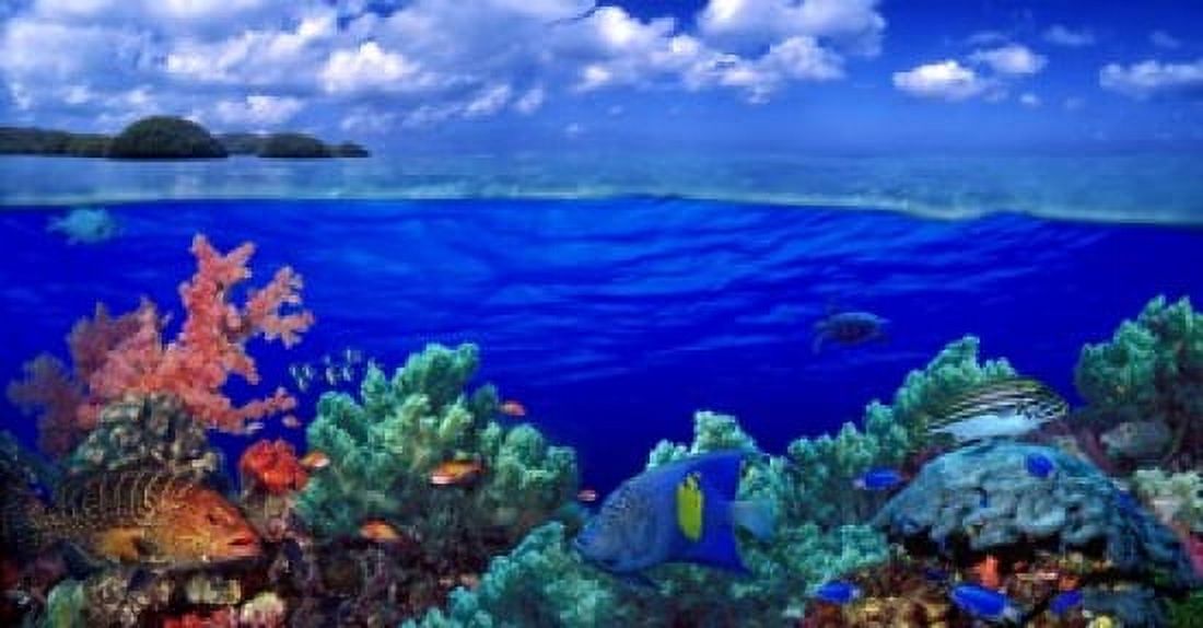 Underwater view of Yellowbar Angelfish with Tiger Grouper and Oriental Sweetlips (Plectorhinchus Vittatus) Canvas Art - Panoramic Images (24 x 12)