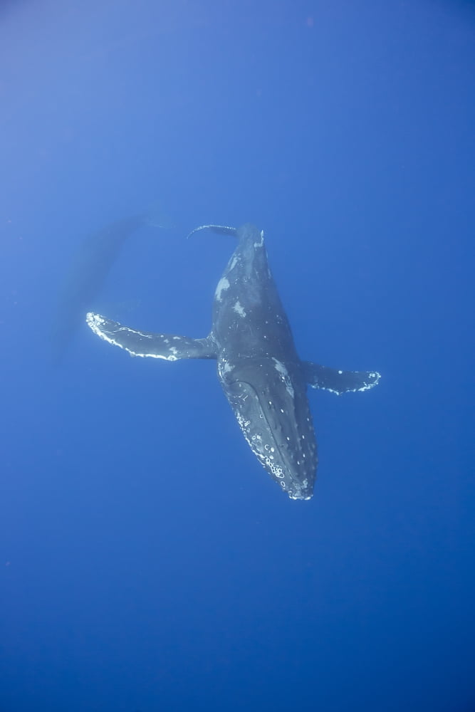 Underwater view of a humpback whale (Megaptera novaeangliae) Maui Hawaii United States of America Canvas Art - Dave Fleetham Design Pics (12 x 19)