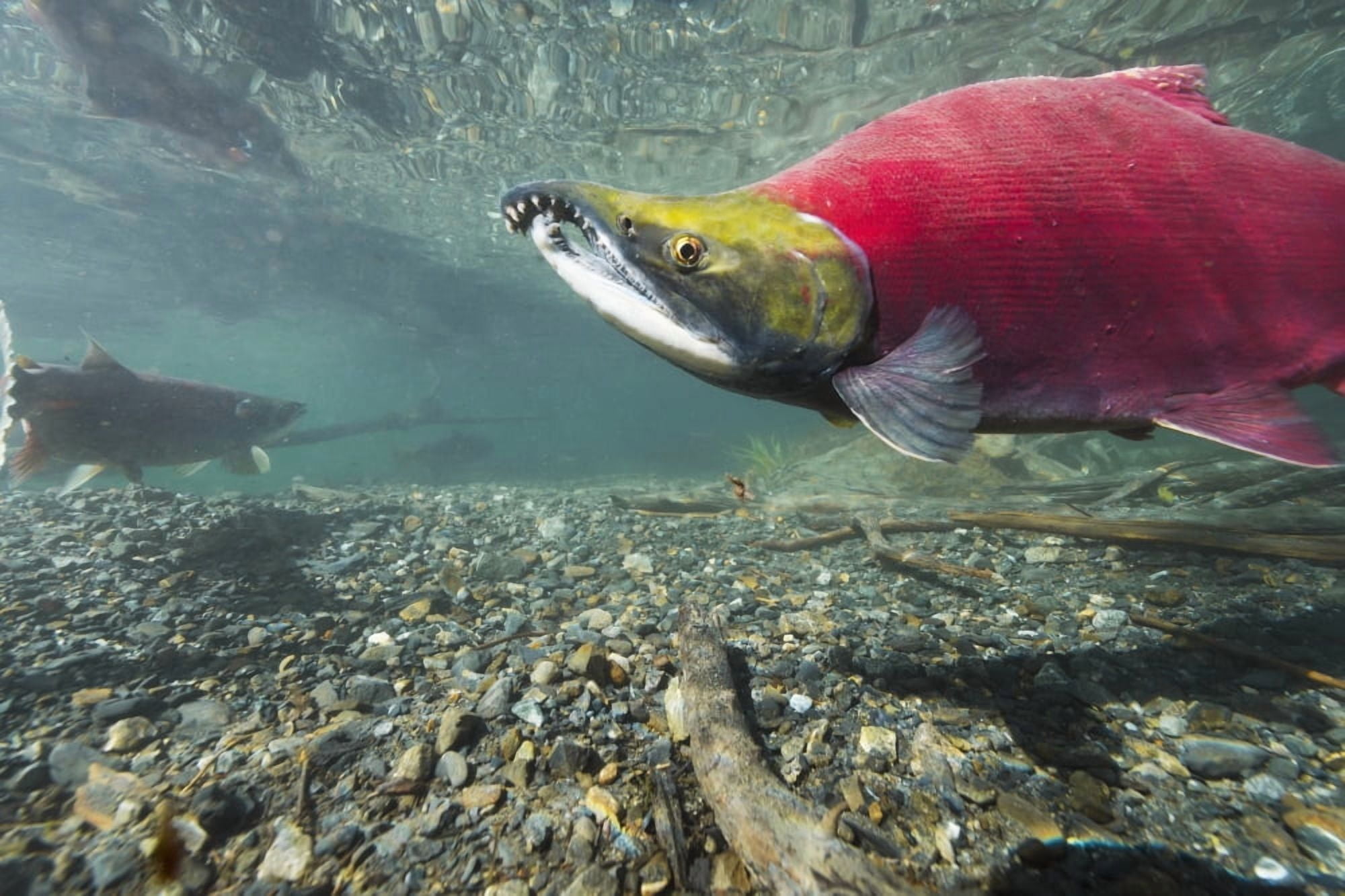 Underwater view of a male Sockeye Salmon in Power Creek near Cordova Southcentral Alaska Canvas Art - Roland Hemmi Design Pics (19 x 12)