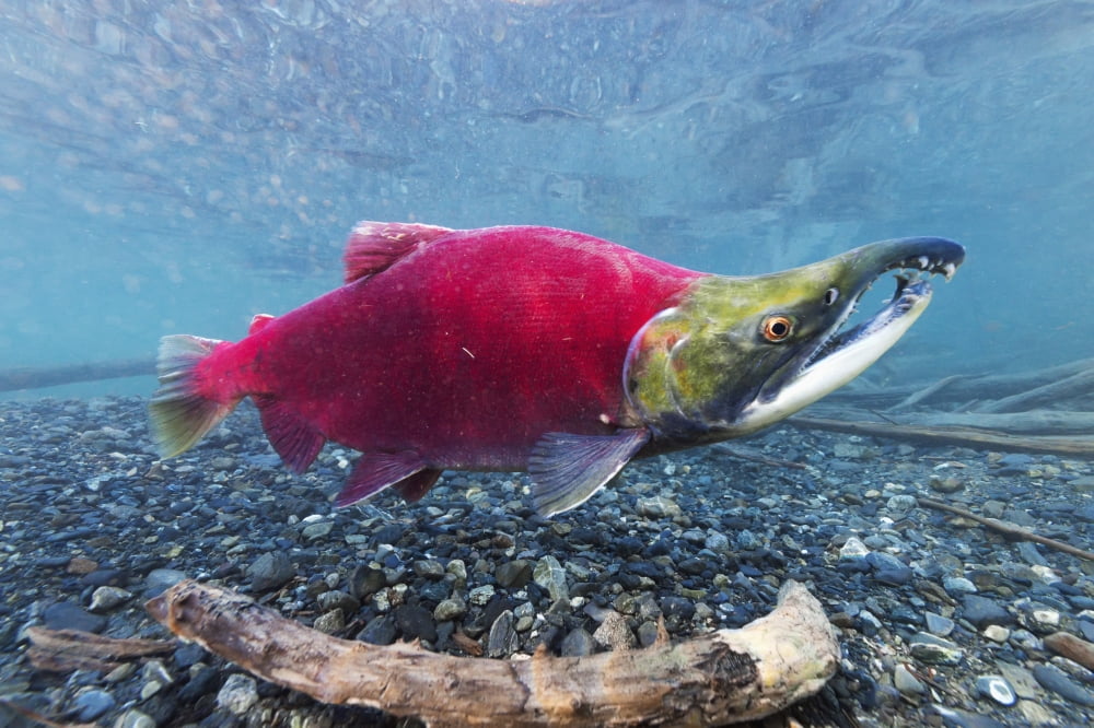 Underwater view of a male Sockeye Salmon in Power Creek near Cordova Southcentral Alaska Canvas Art - Roland Hemmi Design Pics (38 x 24)