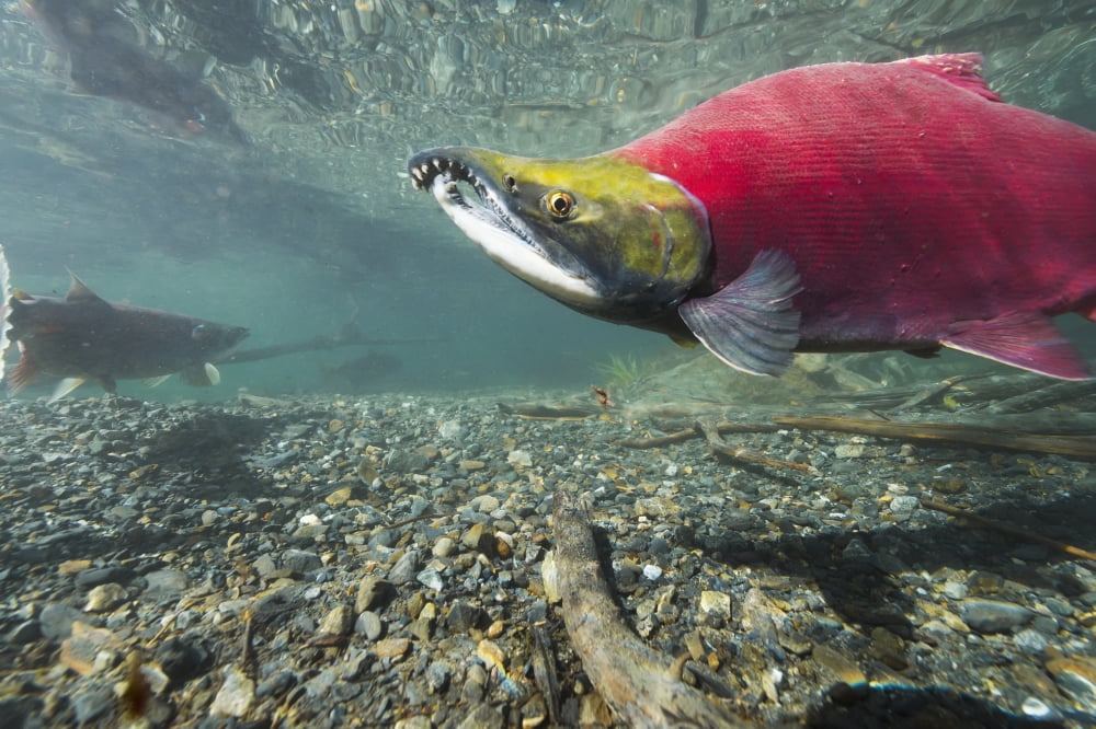 Underwater view of a male Sockeye Salmon in Power Creek near Cordova Southcentral Alaska Canvas Art - Roland Hemmi Design Pics (38 x 24)