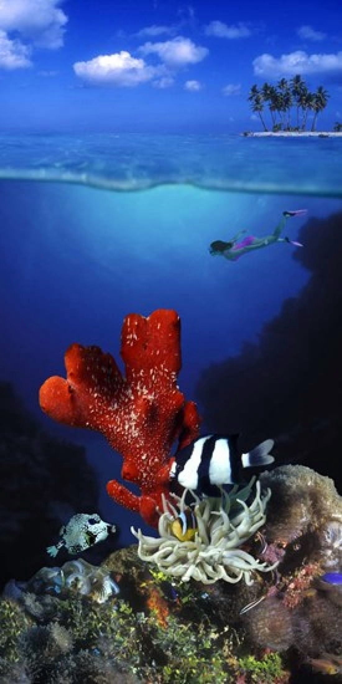 Underwater view of sea anemone and Humbug fish and Pufferfish with a scuba diver Canvas Art - Panoramic Images (24 x 12)