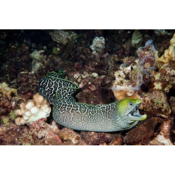 Undulated moray eel swimming over the reef at night Hawaii Poster Print by VWPics/Stocktrek Images (34 x 22)
