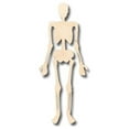 thumbnail image 1 of Unfinished Wood Skeleton Shape - Halloween - Spooky - Craft - up to 46" DIY 8" / 1/4", 1 of 3