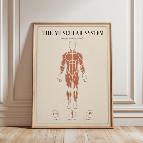 Unframed Muscular System Anatomy Poster Human Body Muscle Study Chart Medical Art Print