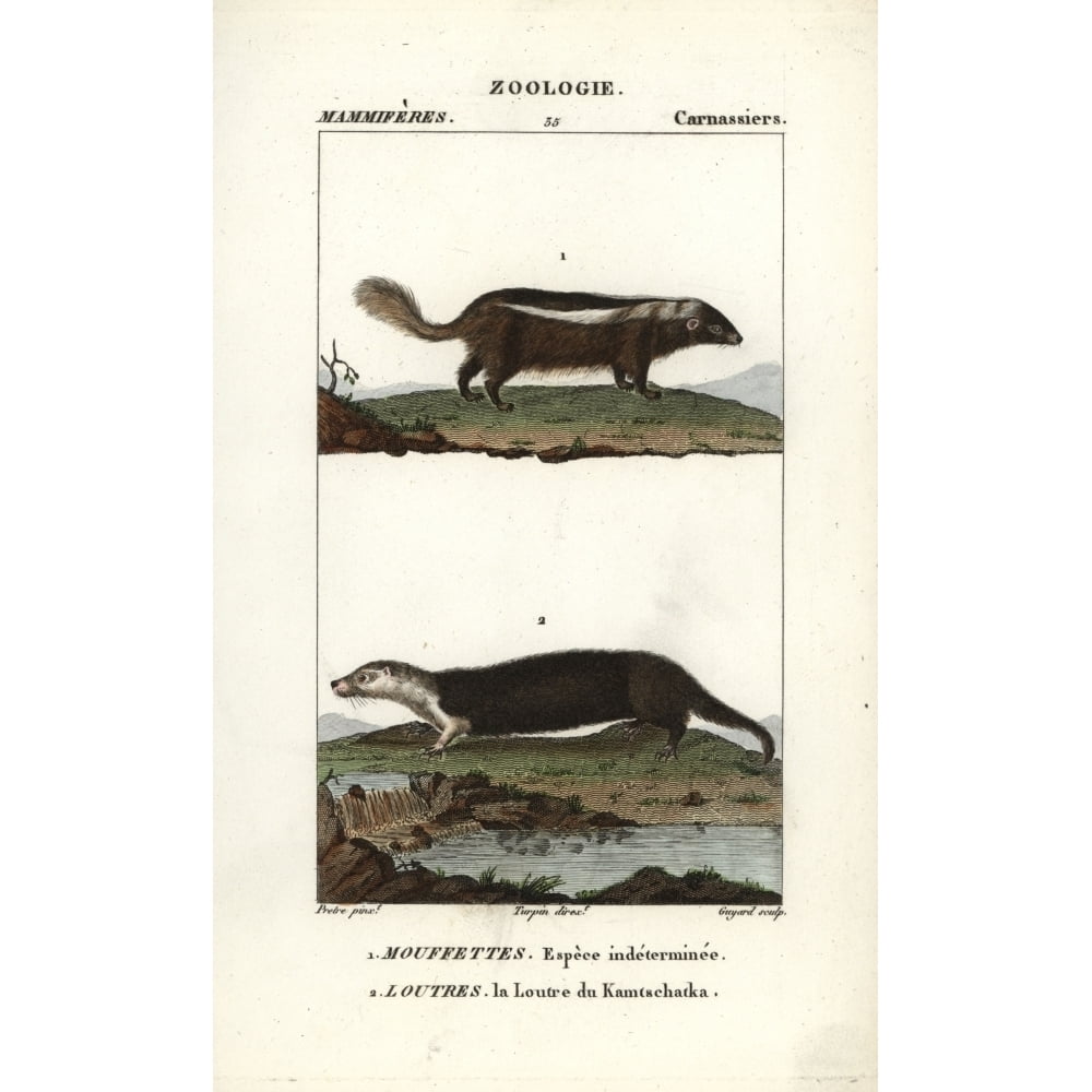 Skunka Unidentified Species Of SkunkA Poster Print By ?? Florilegius Mary ...