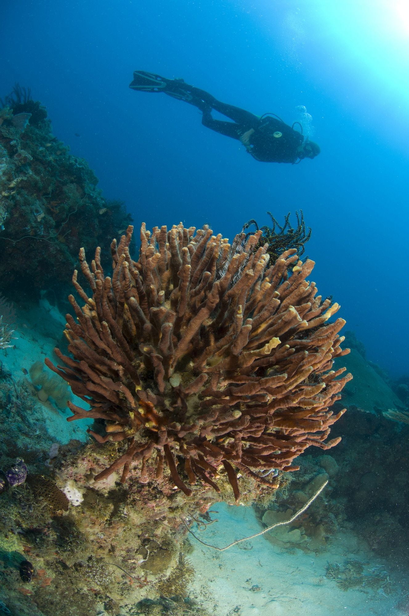 Unidentified species of sponge with diver Papua New Guinea Canvas Art - Steve JonesStocktrek Images (12 x 18)