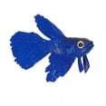 thumbnail image 1 of Unique Bargains Aquarium Artificial Betta Fish Ornament Glowing Simulation Animal Decoration with Suction Cup Blue, 1 of 6
