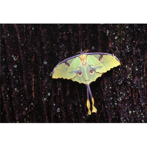 Unique Butterfly Resting On Tree Bark Poster Print by Natural Selection Jeff Lepore - 18 x 12