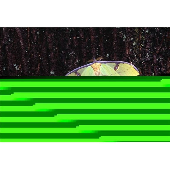 Unique Butterfly Resting On Tree Bark Poster Print by Natural Selection Jeff Lepore, 36 x 24 - Large