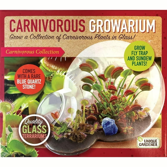 Unique Gardener: Carnivorous Growarium - DIY Double-Sphere Glass Terrarium Starter Kit, Grow Mini Venus Fly Trap & Sundew Plants, Nature, Adult & Kids