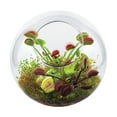 thumbnail image 1 of Unique Gardener Glass Terrarium - Fly Trap Garden, 1 of 5