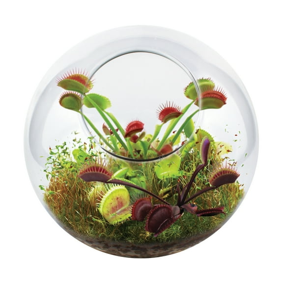 Unique Gardener Glass Terrarium - Fly Trap Garden