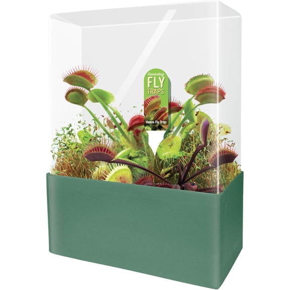 Grow Your Own Venus Fly Trap, Complete Adults Square Terrarium Starter Kit to Plant Fascinating Man Eating Fly Traps, Includes All Supplies for Indoor Flytrap Terrariums