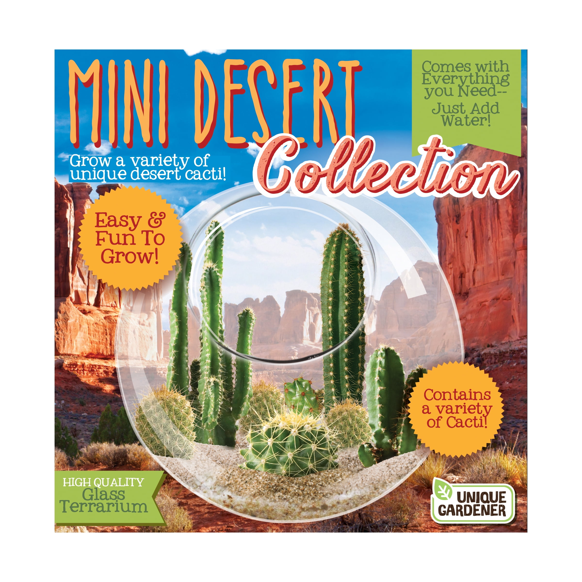 Mini Desert Collection Glass Terrarium Kit with Live Cacti Plants