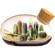 Unique Gardener Mini Office Cactus Glass Terrarium Starter Kit with Complete Supplies - The Desert Mouse Tiny Garden - Fun to Grow, Low Maintenance - Perfect for The Indoor Office Or Home Tabletop or