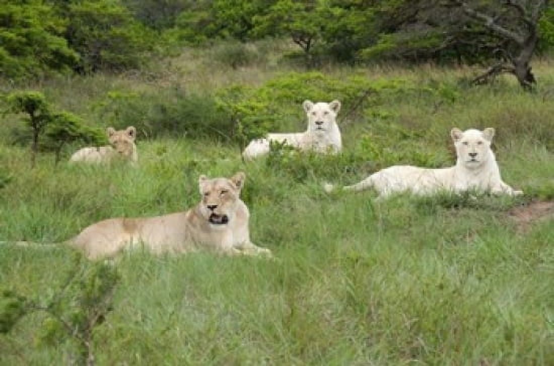 Unique pride of cream colored African lions South Africa Canvas Art - Cindy Miller Hopkins DanitaDelimont (17 x 11)
