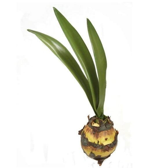 Unisex Amaryllis Bulb with 3 Leaves